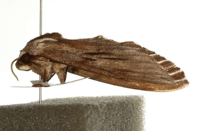 Image of Pine hawkmoth