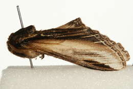 Image of Greater Swallow Prominent