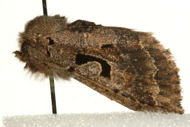 Orthosia gothica Linnaeus 1758 resmi