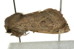 Слика од Orthosia gracilis Schiffermüller 1775