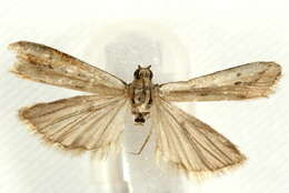 Image of <i>Phycitodes maritima</i>