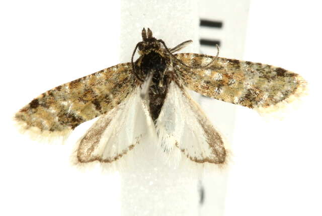 Image of Aethes williana Brahm