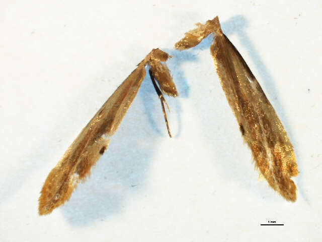 Image of Tinea semifulvella Haworth 1828