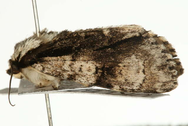 Acronicta alni Linnaeus 1767 resmi