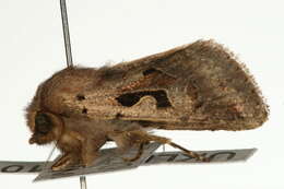 Orthosia gothica Linnaeus 1758 resmi