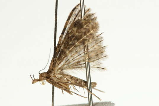 Image of twenty-plume moth