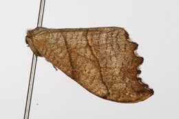 Image of scalloped hook-tip