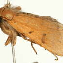Image of <i>Agrochola lychnidis</i>