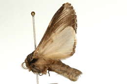 Image of Greater Swallow Prominent