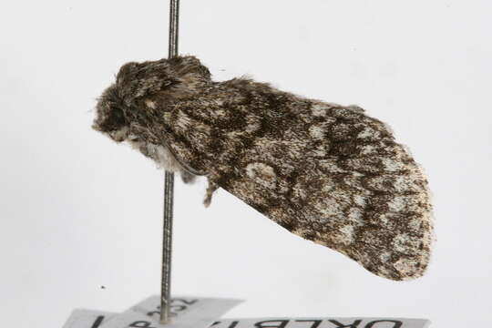 <i>Subacronicta megacephala</i> resmi