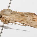 Image of <i>Apamea lithoxylaea</i>