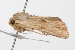 Image of <i>Apamea lithoxylaea</i>