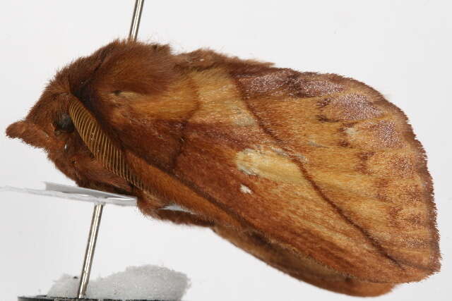 Слика од Euthrix potatoria Linnaeus 1758