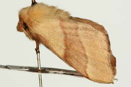 Image of lackey moth