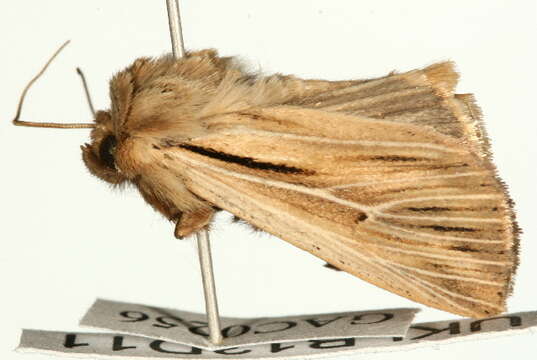 Image of shoulder-striped wainscot