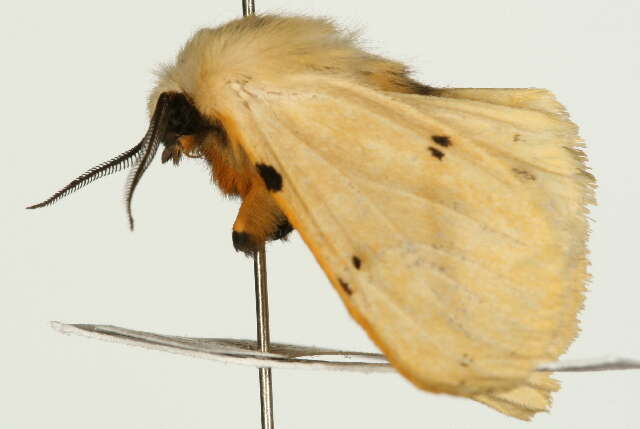 Image of Spilosoma lutea Hüfnagel 1766