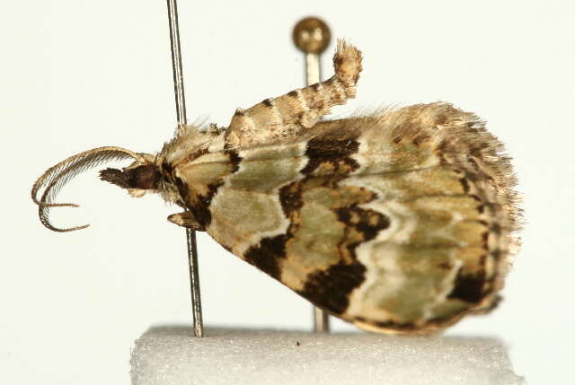 Colostygia pectinataria Knoch 1781 resmi