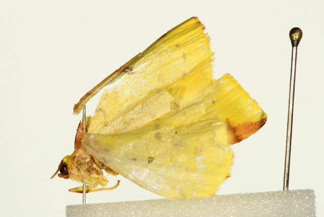 Image of brimstone moth