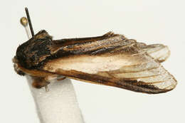 Image of Greater Swallow Prominent