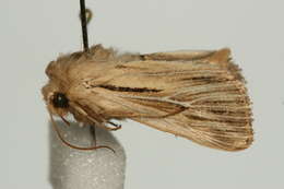 Image of shoulder-striped wainscot