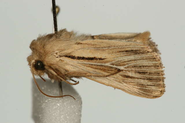 Image of shoulder-striped wainscot