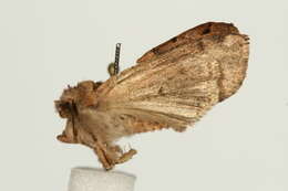 Agrochola litura Linnaeus 1761 resmi