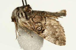 Image of nut-tree tussock