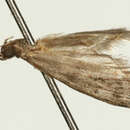 Image of False Cacao Moth