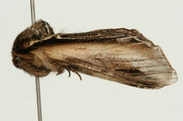 Image of Greater Swallow Prominent