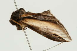 Image of Greater Swallow Prominent