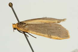 Image of common footman