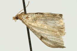 Image of Fenland Pearl
