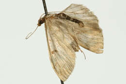 Image of Fenland Pearl