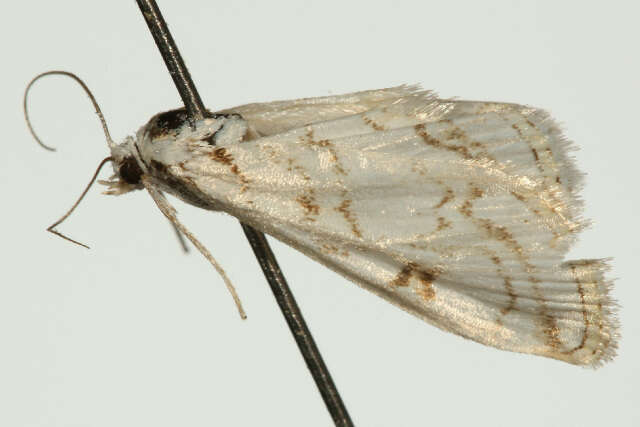 Image of <i>Nymphula nitidulata</i>