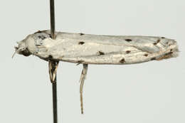 Image of Thistle Ermine