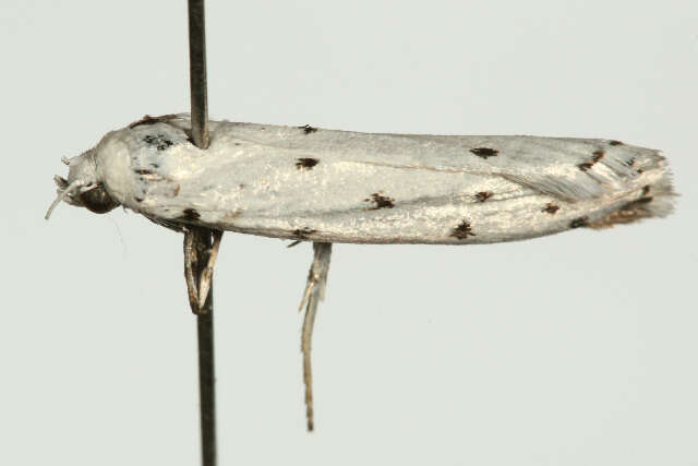 Image of Thistle Ermine