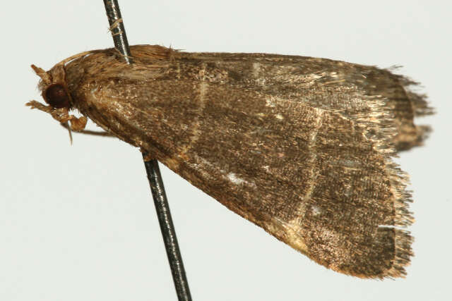 Image of <i>Hypsopygia glaucinalis</i>