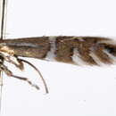 Phyllonorycter anderidae (W. Fletcher 1885) resmi