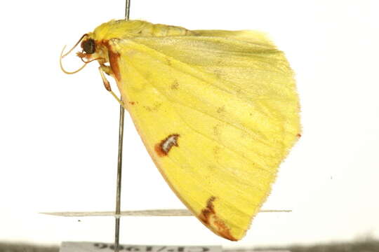 Image of brimstone moth