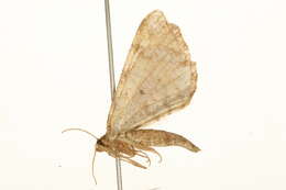 Image of <i>Macaria liturata</i>