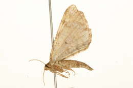 Image de <i>Macaria liturata</i>