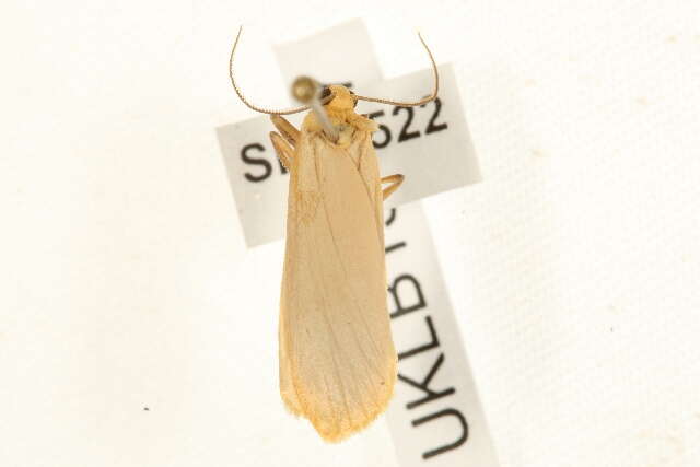 Image of buff footman