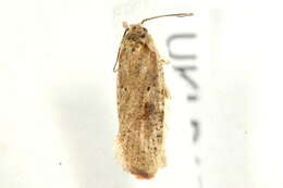 Image of Grass leafminer moth