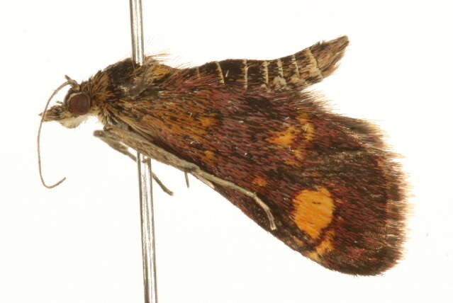 Image of Mint moth