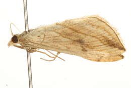 Image of <i>Evergestis forficalis</i>