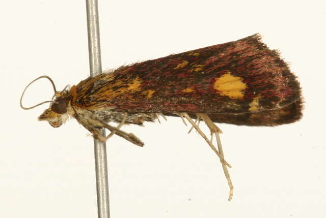 Image of Mint moth