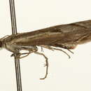 Image of <i>Agriphila geniculea</i>