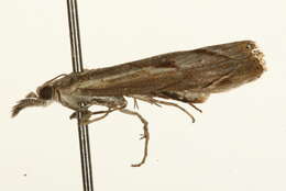 صورة <i>Agriphila geniculea</i>