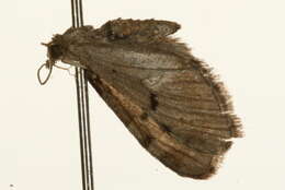 Слика од Eupithecia expallidata Doubleday 1856