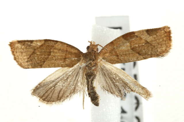 Image of barred fruit-tree tortrix